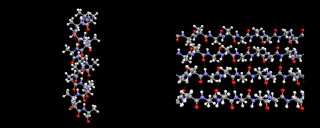 (Alpha helices (as shown on the left) and beta sheet (shown on the right) peptide structures are held together by hydrogen bonds.)