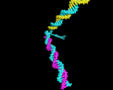 (A schematic illustration of DNA replication. Division of the original pair of base strands, shown in blue, leads to two identical copies of the base sequence.)