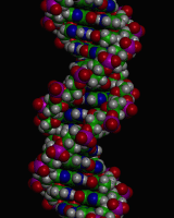 (DNA)
