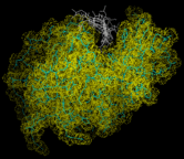 (Superimposition of configurations generated in a molecular dynamics simulation of lysozyme.)