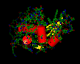lysozyme