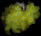 lysozymemd
