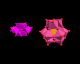 polyanions
