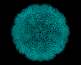 (A virus)