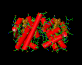 (A hemoglobin molecule.)