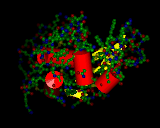 (The enzyme lysozyme showing its active site.)